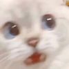 rimi_1912