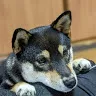 kyounokinako