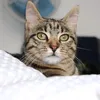 cocolittletiger