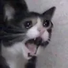 nimyawow