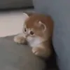 burritwo_
