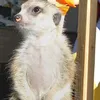 www.tikgio