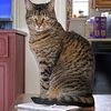 coolanimals92
