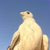 nasir_5q