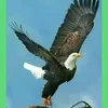 samaddidou1gmail.com2