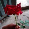 carmen_mr4461