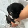 hanhsieucapvippro