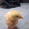 chtitompd