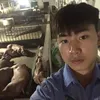 Thanh Hưng lợn giống🐖