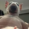 emhuykitty