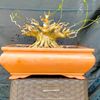 meribonsai22