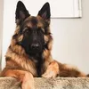 milansaman1