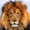 yassas_03
