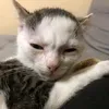 meocondimua616