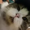 dlshne