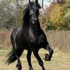 ameerah851