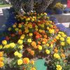 _monserath3