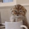 catsarewaybetterthendogs