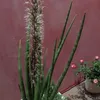 rosikp1