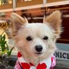 harley.the.chihuahuaa