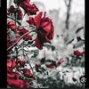 dr_frawla