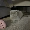 kituni77_