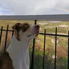 el_perrito_hachi