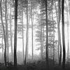 _foggy_forest_