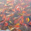 nguyenquanglong00