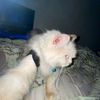 _prisk44