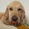 dogshheaven