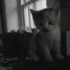 boeh__73