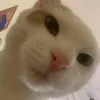 is_a_meo