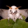 bigtiddymothgirl