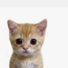 cat16179