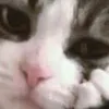 mvsn12