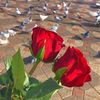 hayona_104