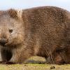antifawombat