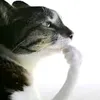 tezzyisreal