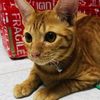 orangecat0612