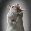 rat_chemist