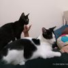 catsiadopted