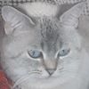 lulu27757
