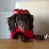 thatonelucafan