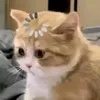 cyxlle_