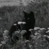 krz_my