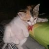 cat_mpam2