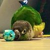 bleuberry7
