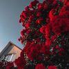 dana_mohamad12
