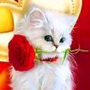andreapaola531